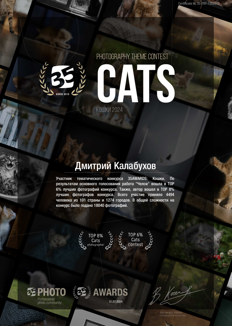 Сертификат за лучшие работы. Топовый фотограф кошек. Топ 10 фотографии домашних животных. 35AWARDS.