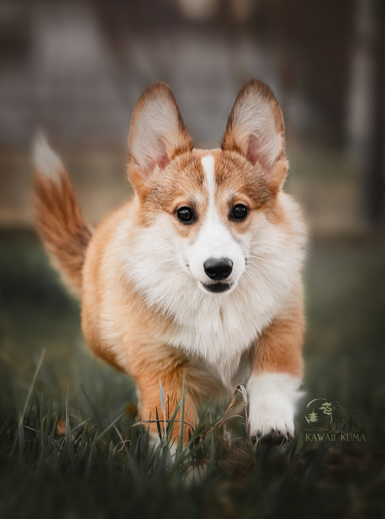 А — Кола и Цесей. Kawaii Kuma питомник собак пород Корги пемброк, Акита ину, Сиба