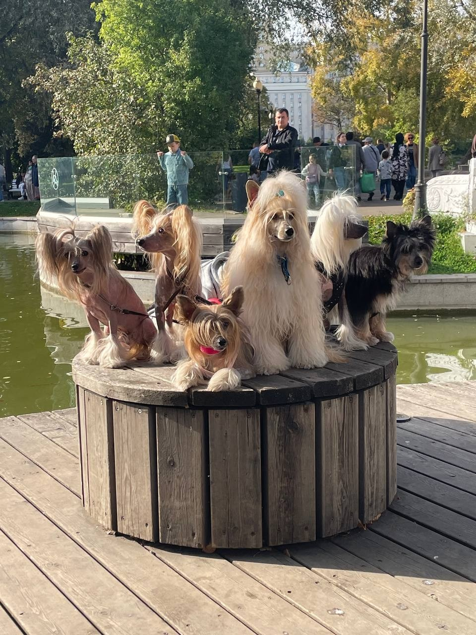 Moscow’s birthday!. Chinese Crested Dog Kennel Poale Ell
