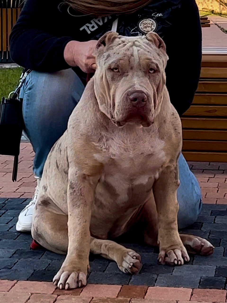 BBK’s Amber. Американские булли XL в г. Калининград. Питомник Great Bully UNIVERSE