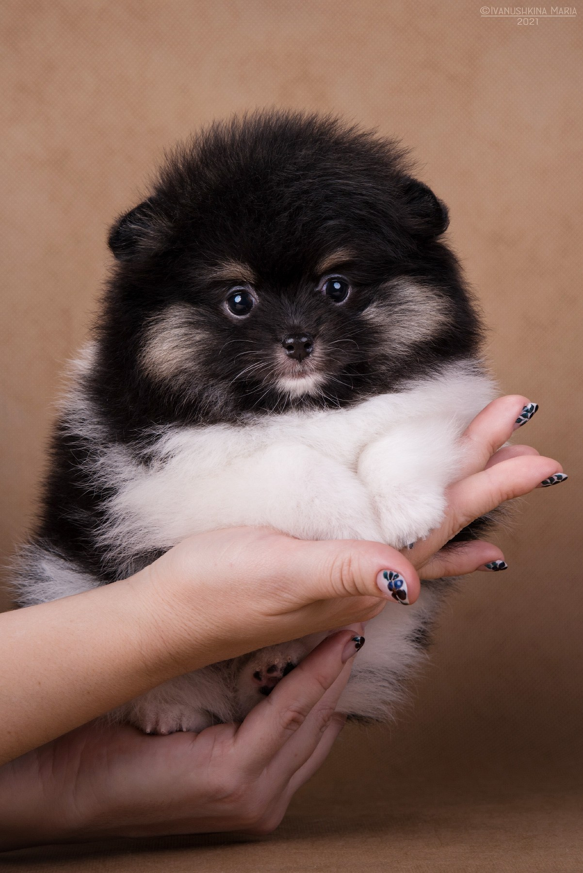 щенок шпица на ладони
