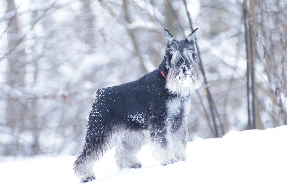 Питомник Делинсо Бэлэнс, щенки цвергшнауцера, купить щенка цвергшнауцера, питомник цвергшнауцеров, кобель цвергшнауцера для вязки, щенок цвергшнауцера, питомник цвергшнауцеров, черный с серебром, цверг, лучший питомник в беларуси, питомник цвергшнауцеров минск