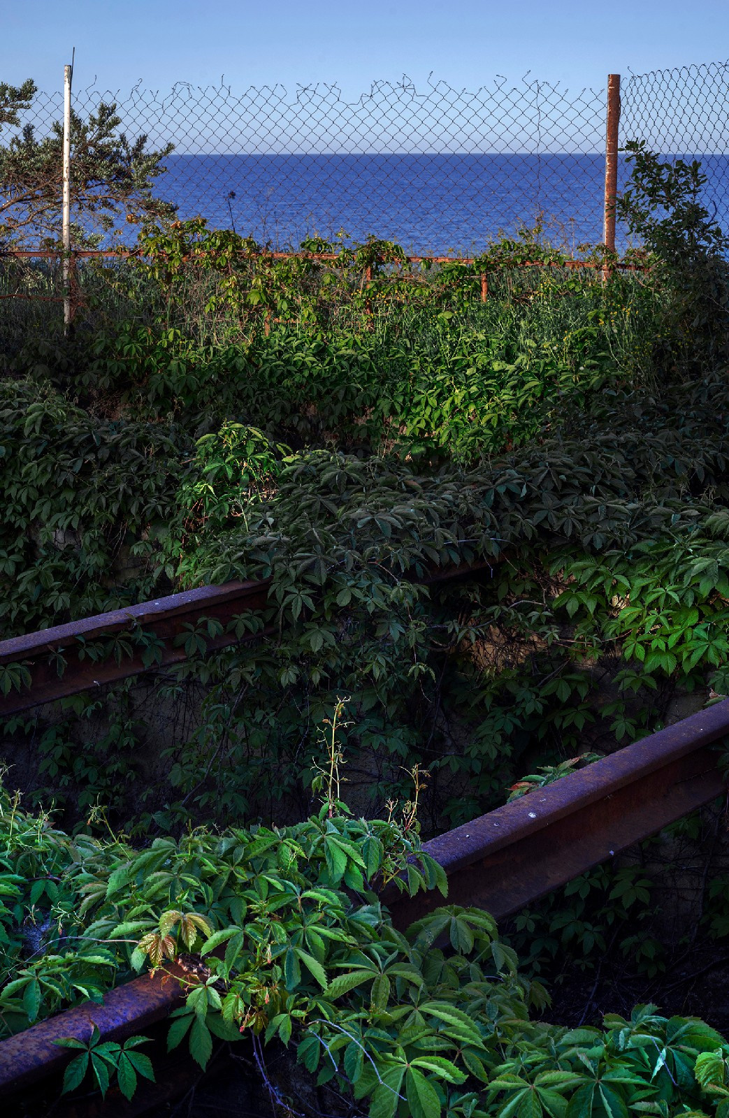 Blue border. Artist Denis Tikhomirov