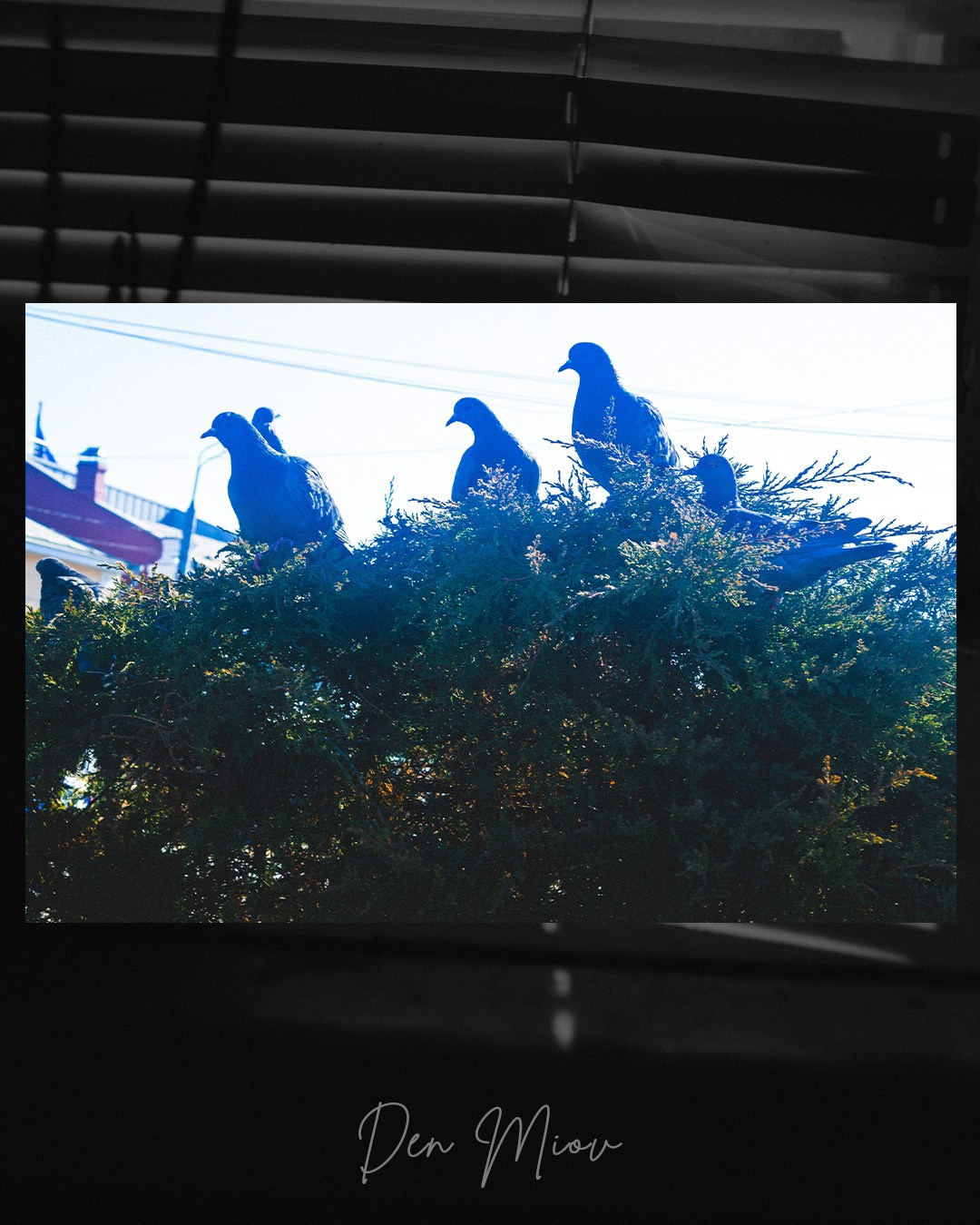 Лицензии на фото. Den Mirov — Фотограф, Музыкант