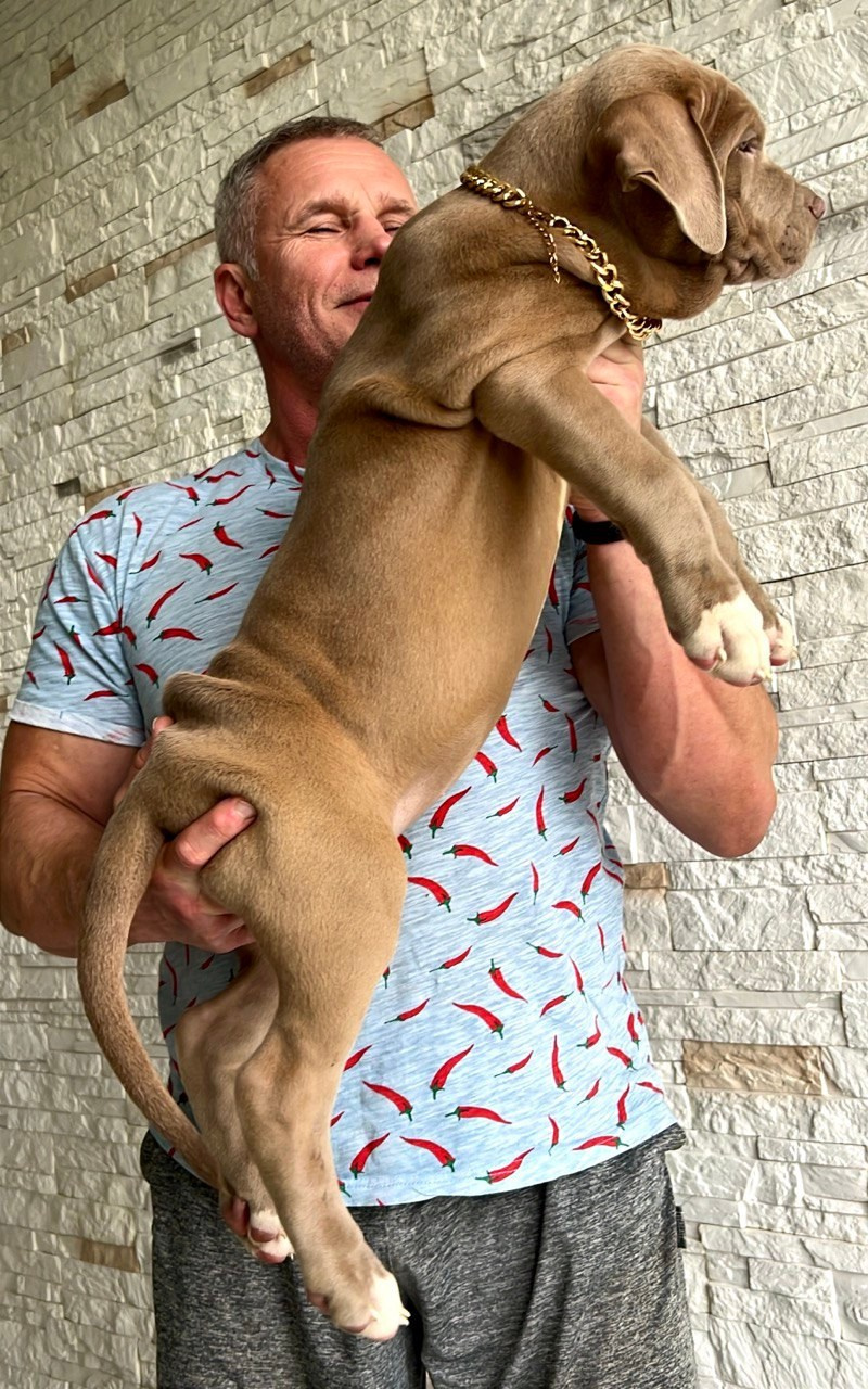 Все свободные щенки. Американские булли XL в г. Калининград. Питомник Great Bully UNIVERSE