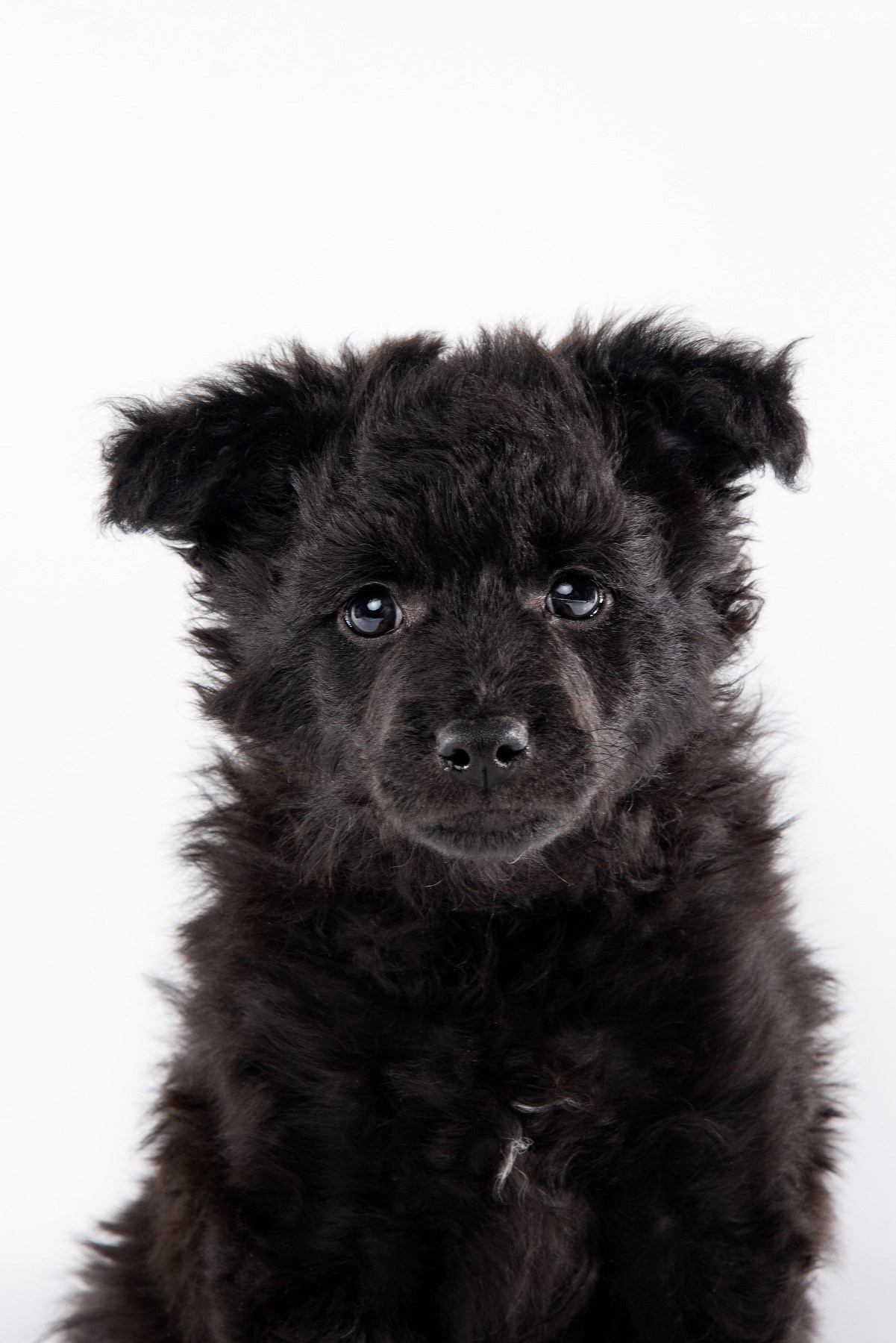 черный щенок пастушьей собаки