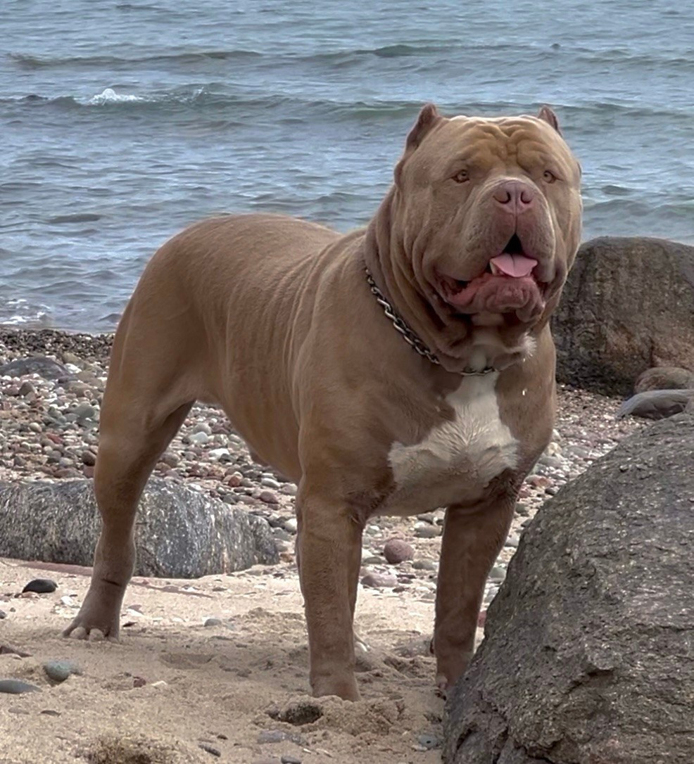 Хантер. Американские булли XL в г. Калининград. Питомник Great Bully UNIVERSE