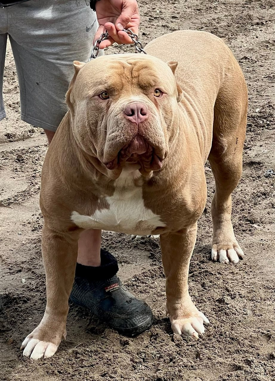 Хантер. Американские булли XL в г. Калининград. Питомник Great Bully UNIVERSE