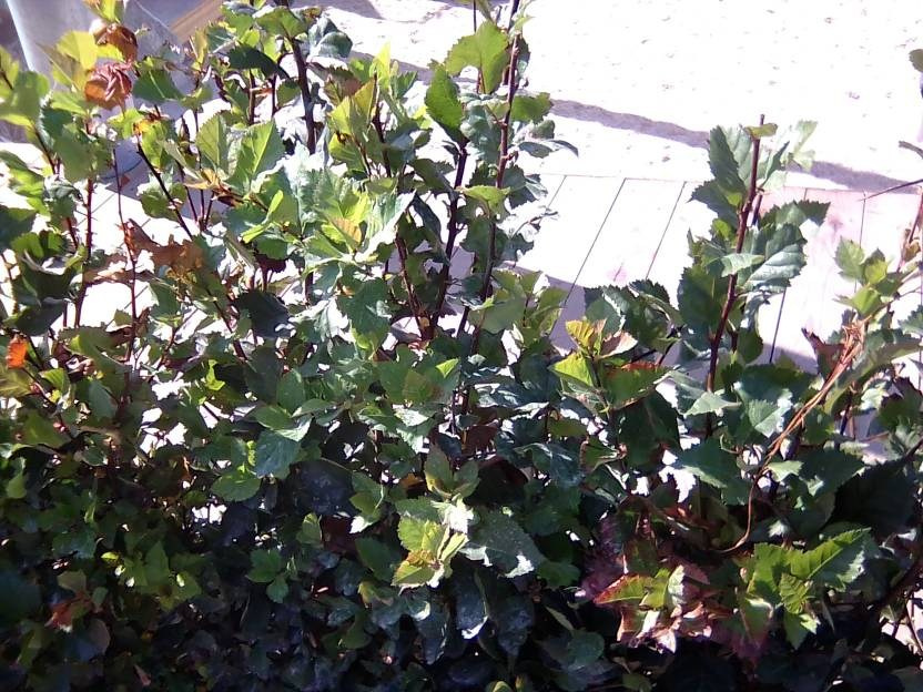 ВНИМАНИЕ! ФЕСТИВАЛЬ ЛАНДШАФТНОГО СТРОИТЕЛЬСТВА. 俄罗斯设计估算