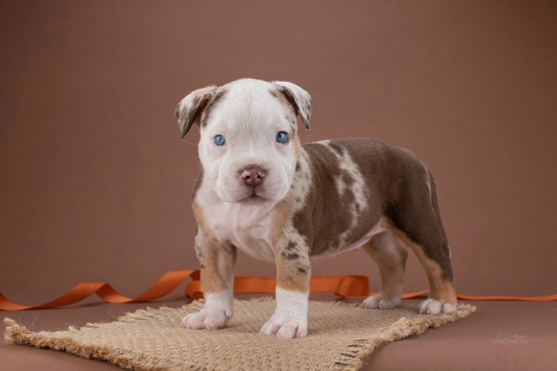официальный питомник American Bully в Ростове