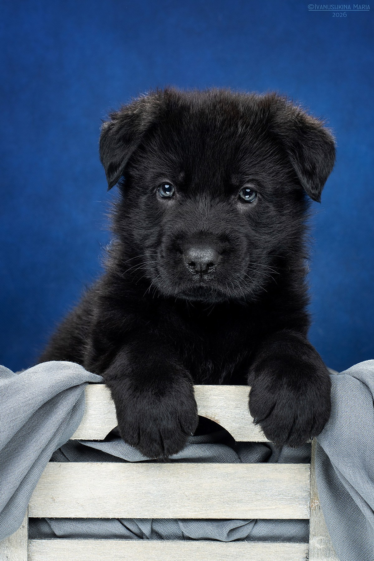 Фотосессия щенков на фонах. Фотограф собак в Москве и Московской области Иванушкина Мария