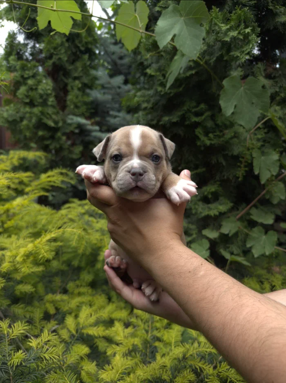 Помет Каспер и Адель. 08.05.25. Американский Булли в г. Ростов-на-Дону. Питомник THE POWER OF SIBERIA
