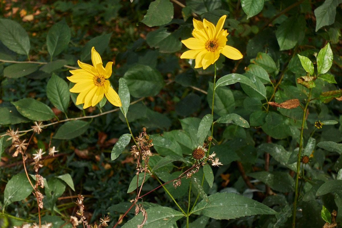 8-9/25. Иван Кобяков