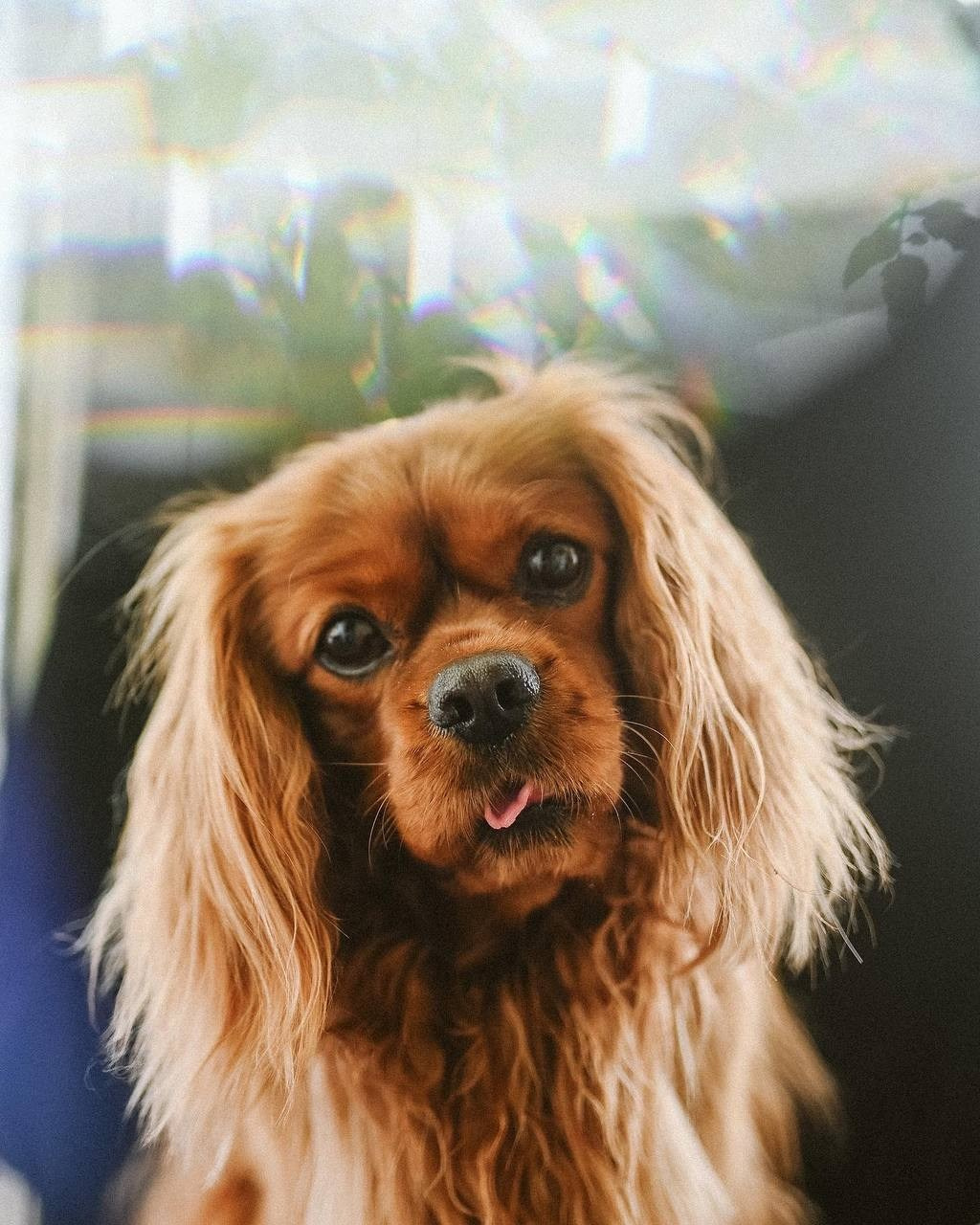 Онлайн-курс по съемке собак. Фотограф Анастасия Ветковская, Москва