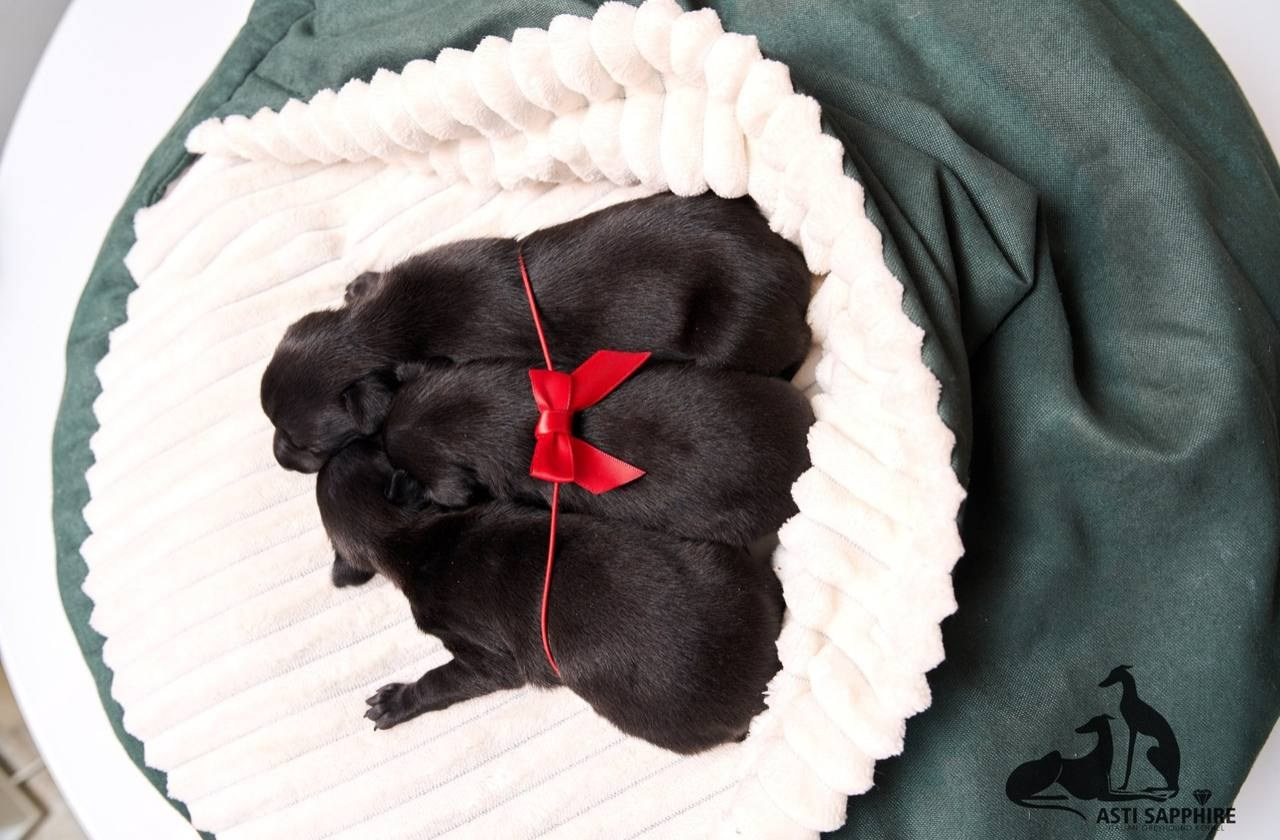 Чёрные левретки. Профессиональный питомник левреток РКФ/FCI ASTI SAPPHIRE 💎 Сочи|Санкт-Петербург