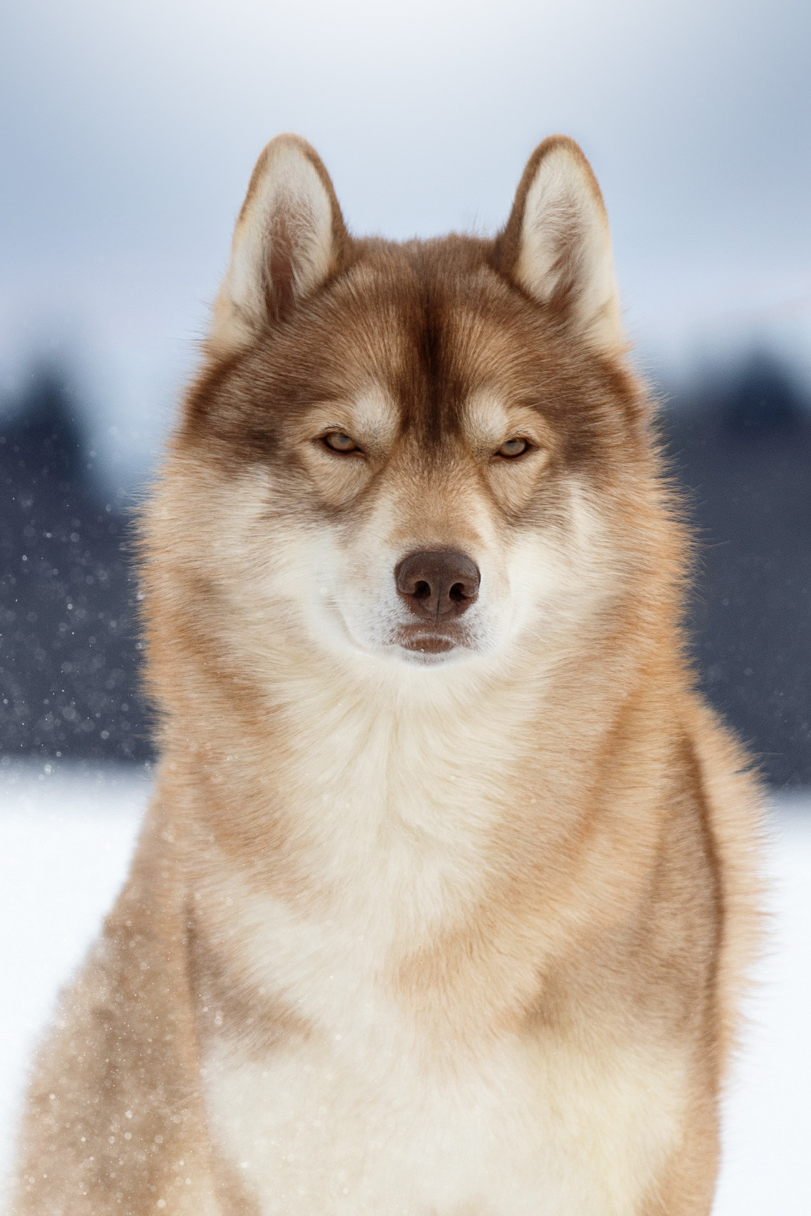 Фотограф анималист в Санкт-Петербурге Светлана Писарева