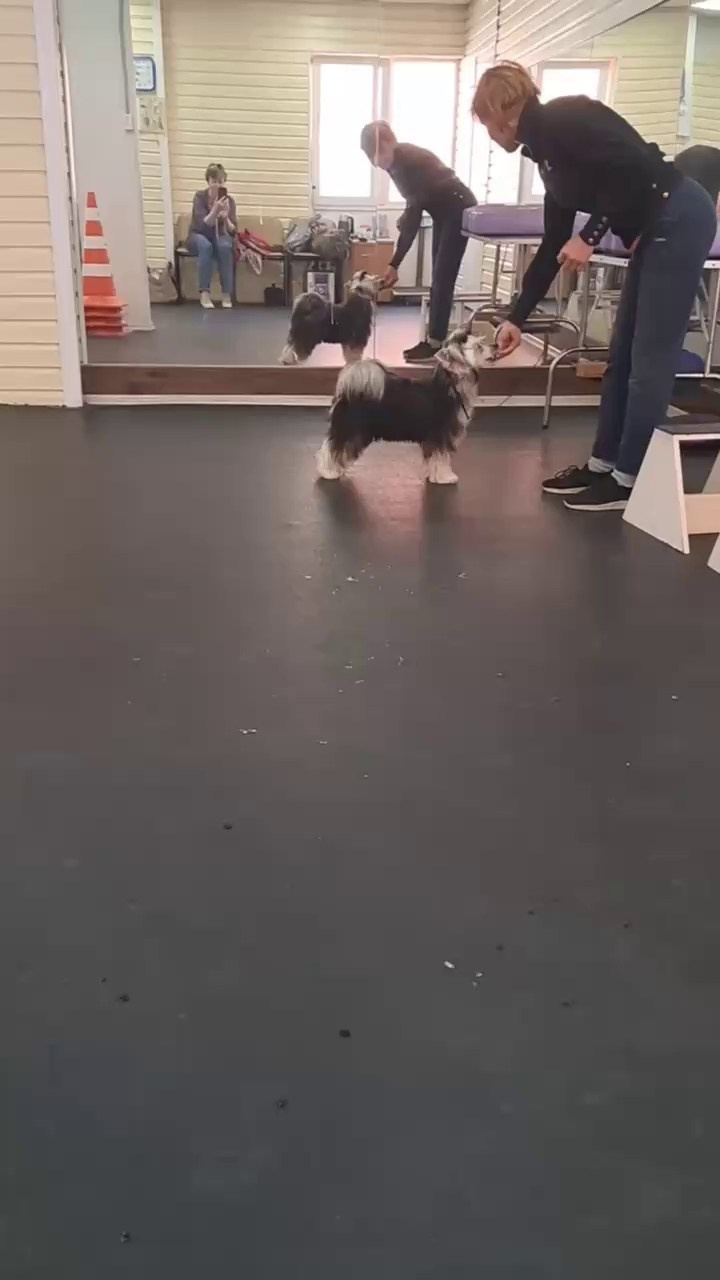 Люкс стал папой. Питомник китайских хохлатых собак Poale Ell: купить щенка в питомнике