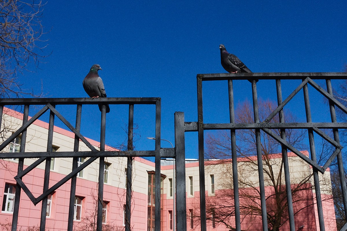 Дневной Сон. Иван Кобяков