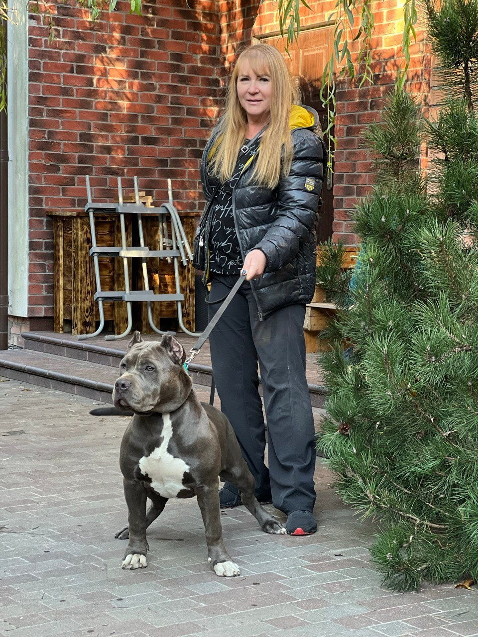 GBU Lakshmi. Американские булли XL в г. Калининград. Питомник Great Bully UNIVERSE