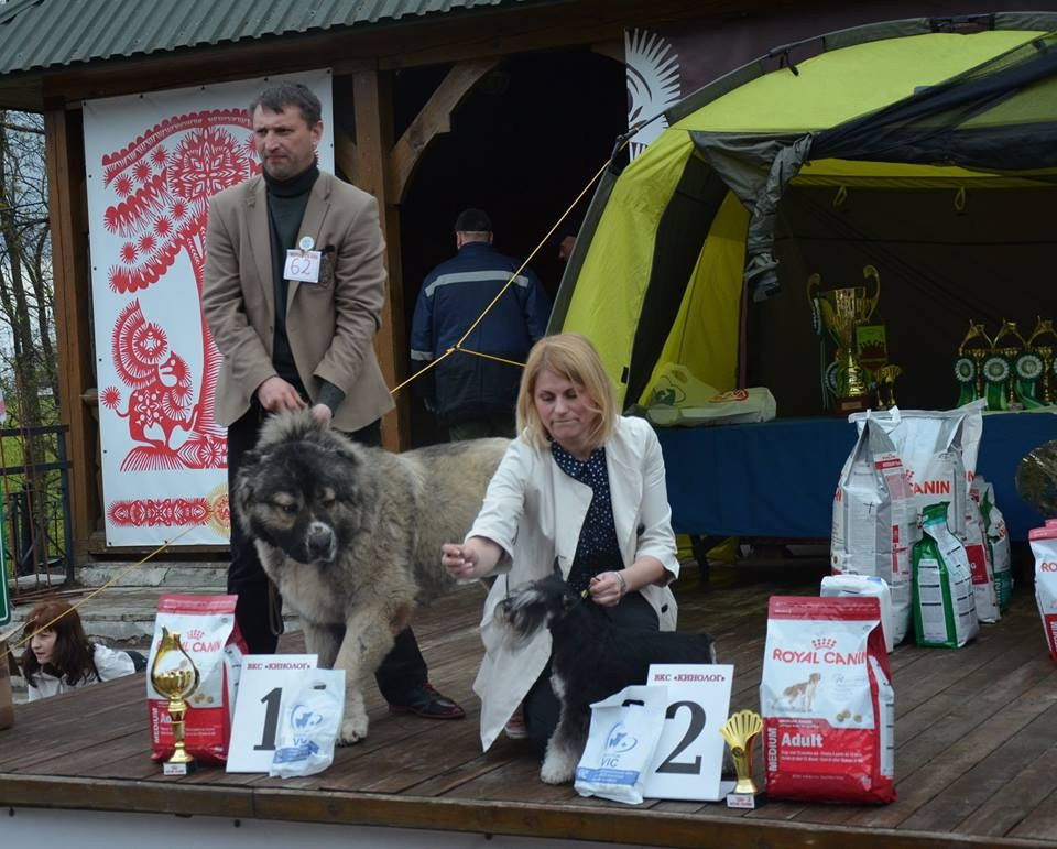 Питомник Делинсо Бэлэнс, щенки цвергшнауцера, купить щенка цвергшнауцера, питомник цвергшнауцеров, кобель цвергшнауцера для вязки, щенок цвергшнауцера, питомник цвергшнауцеров, черный с серебром, цверг, лучший питомник в беларуси, питомник цвергшнауцеров минск