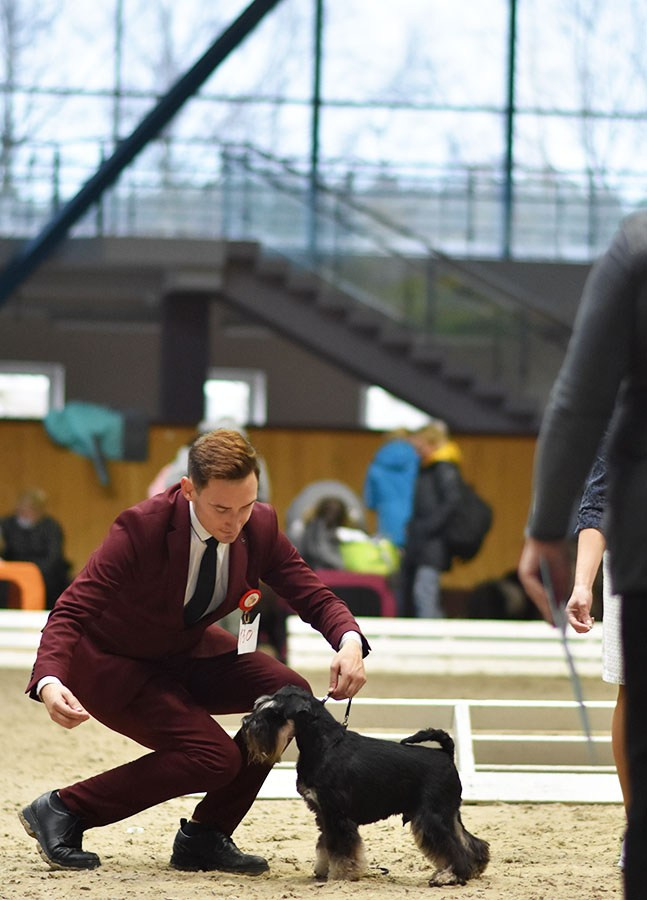 Гелик/ Delinso Balance Enamorado De-Ti. Питомник цвергшнауцеров в Беларуси «Делинсо Бэлэнс»