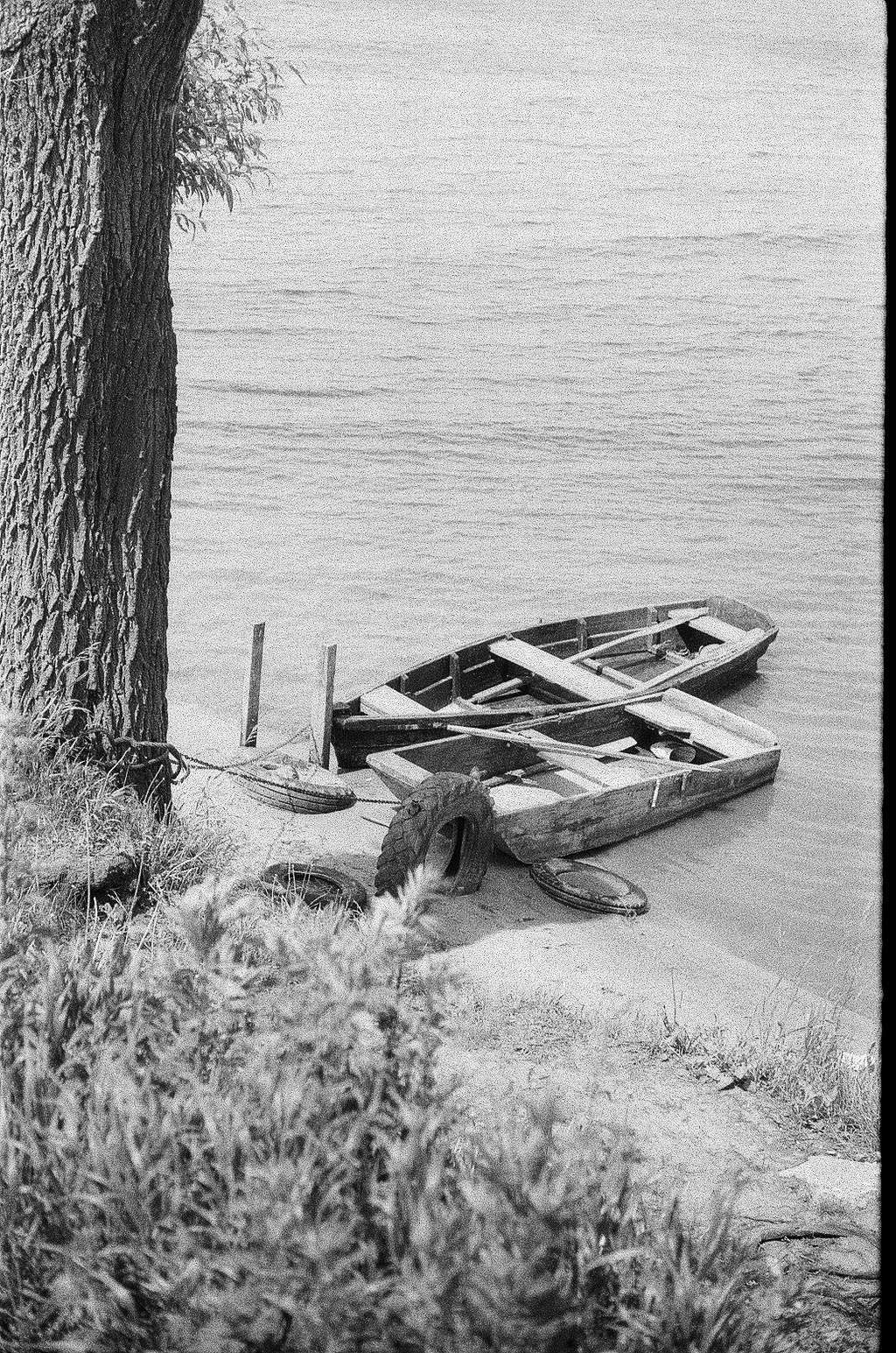 Плакучая ива. Фотограф-любитель Ксения Мирзоян