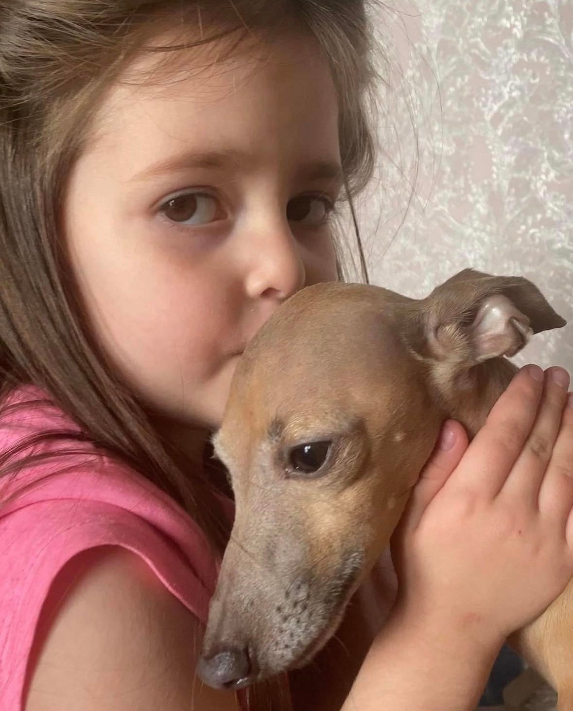 Левретка и ребенок: нежная дружба. Профессиональный питомник левреток РКФ/FCI ASTI SAPPHIRE 💎 Сочи|Санкт-Петербург