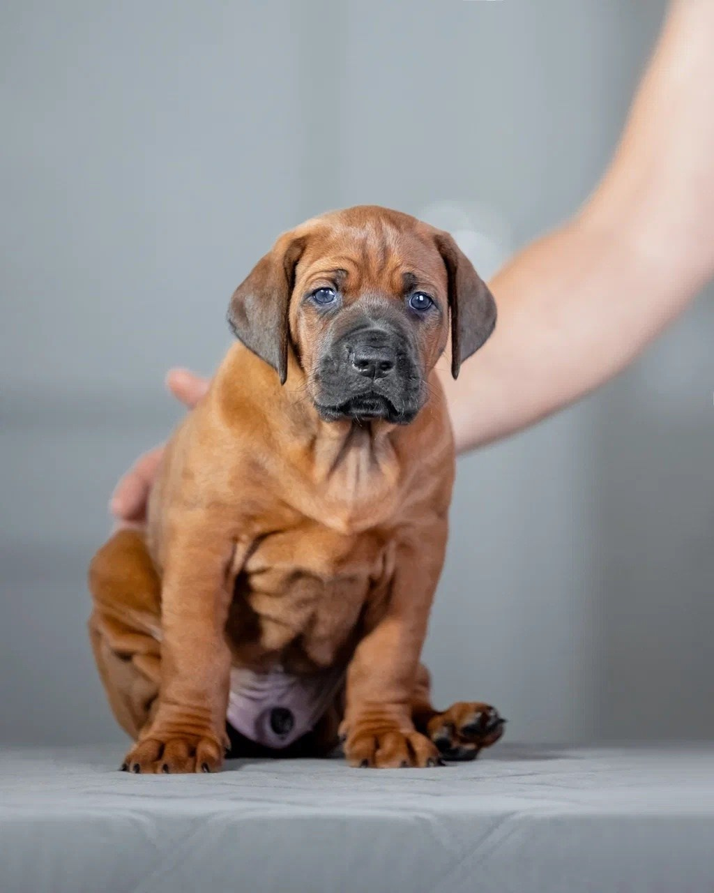 BILBERRY BISCUITS Iz Doma Narayzi. Родезийские Риджбеки в Санкт-Петербурге