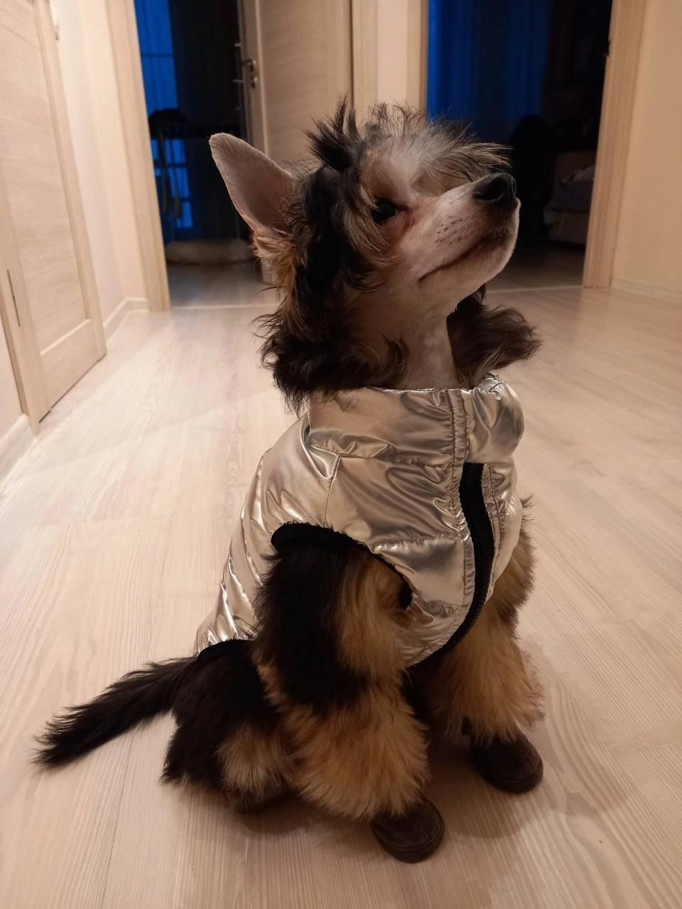 Сегодня Феликсу исполнилось ровно 6 месяцев!))). Питомник китайских хохлатых собак Poale Ell: купить щенка