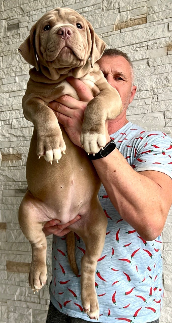 Все свободные щенки. Американские булли XL в г. Калининград. Питомник Great Bully UNIVERSE