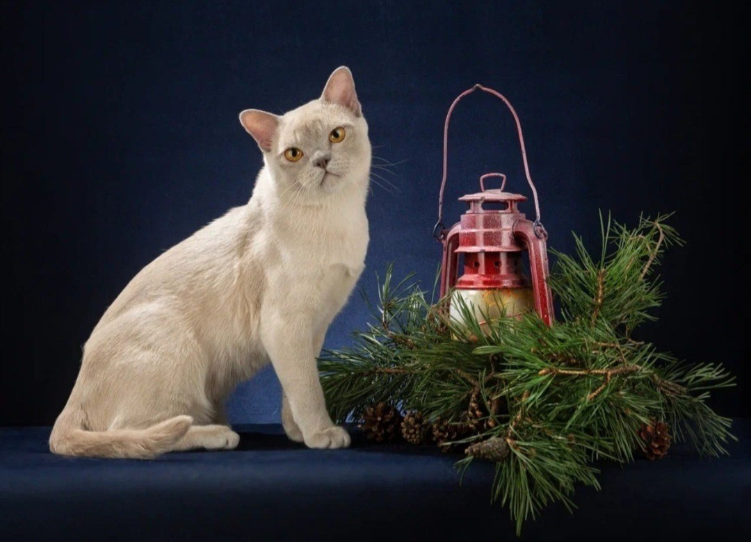 Las Burmas — питомник американской бурмы традиционных линий