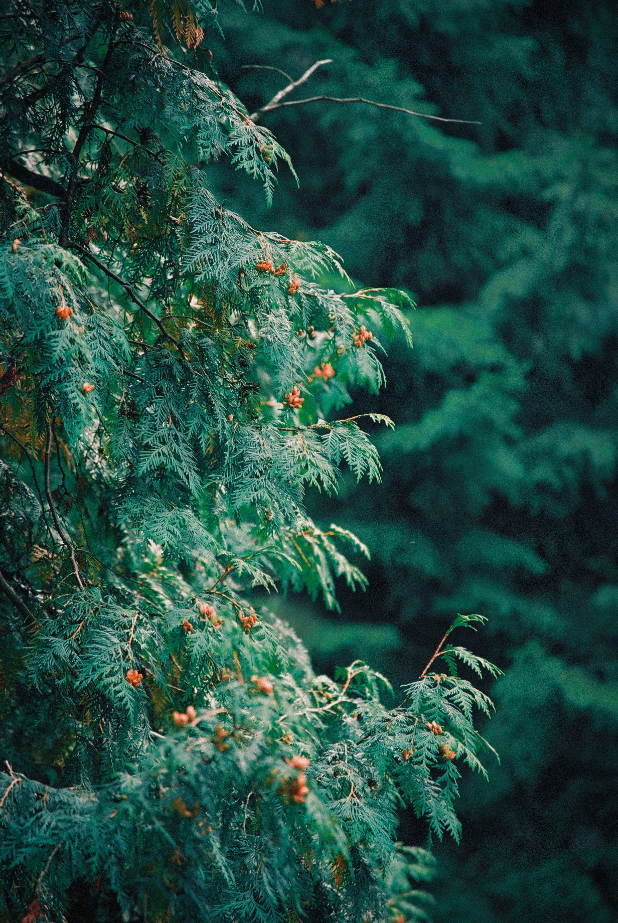 Снимки из прошлого. Фотограф в Москве, Георгий Бучукури