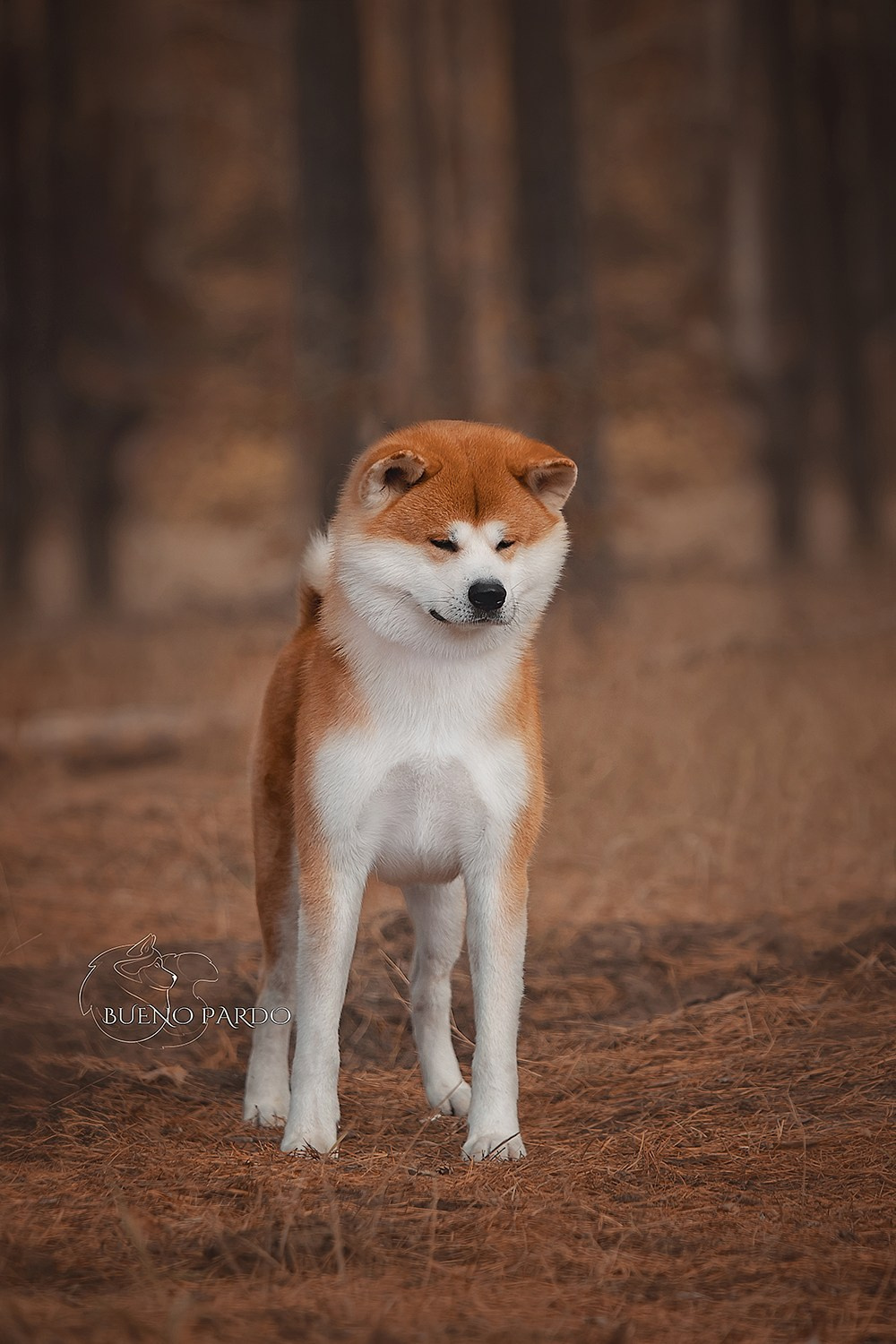 Kawaii Kuma питомник собак пород Корги пемброк, Акита ину, Сиба