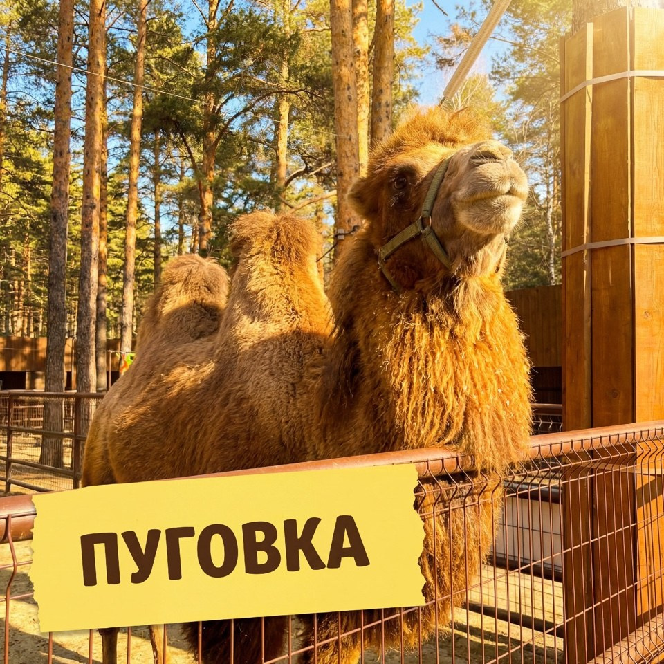 Двугорбый верблюд Пуговка в зоопарке Лесная Братва