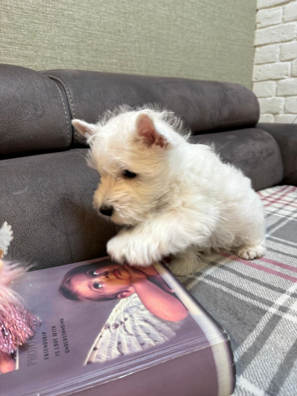 Щенки 250 725. Питомник собак породы вест хайленд вайт терьер в Москве