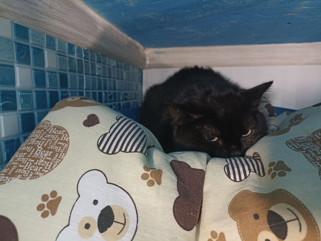 Чуча и Шкода — скромные исследователи. Гостиница для кошек Усики и хвостики, Красноярск