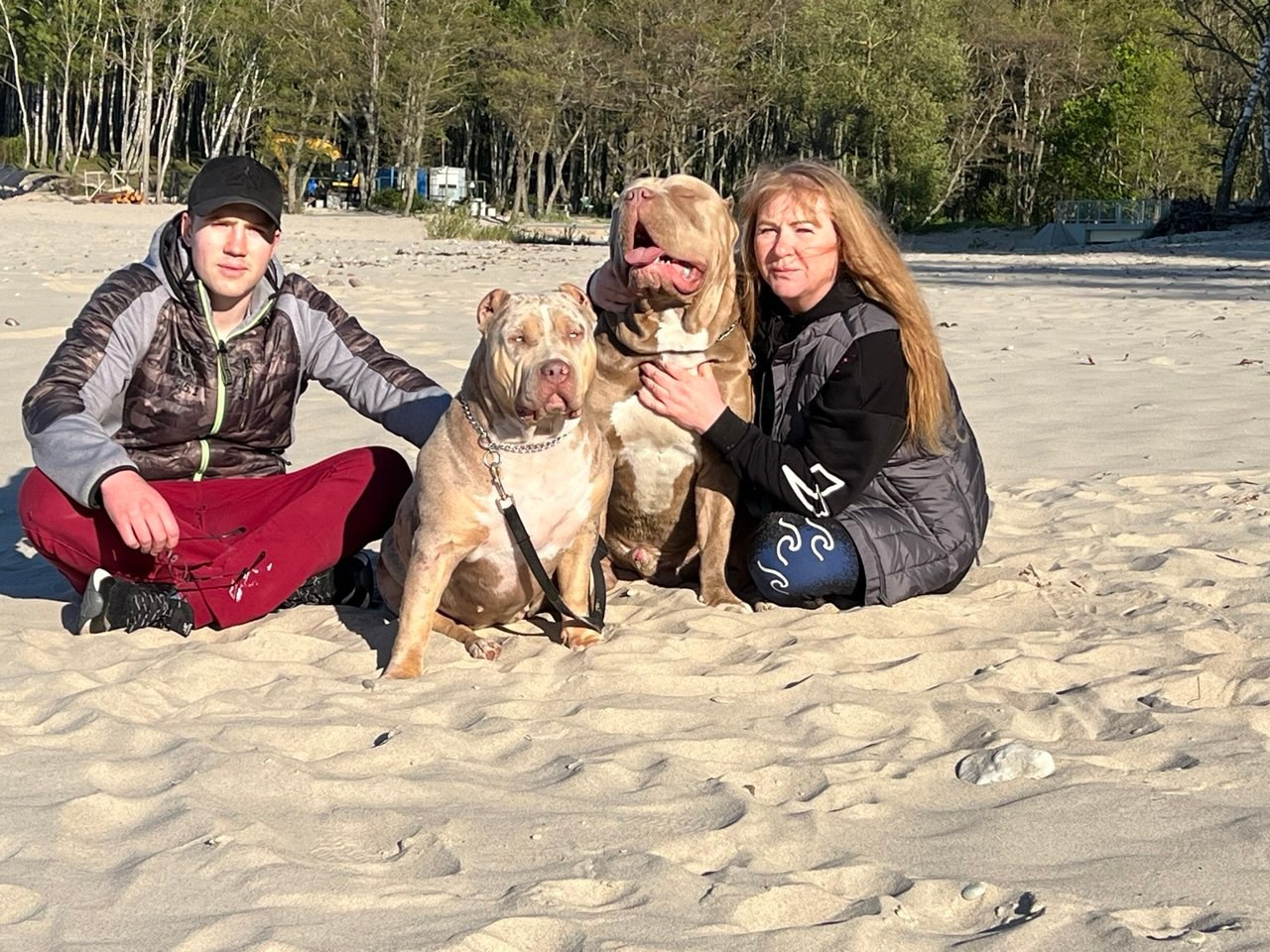 BBK’s Amber. Американские булли XL в г. Калининград. Питомник Great Bully UNIVERSE