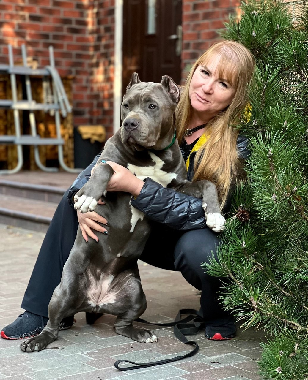 GBU Lakshmi. Американские булли XL в г. Калининград. Питомник Great Bully UNIVERSE