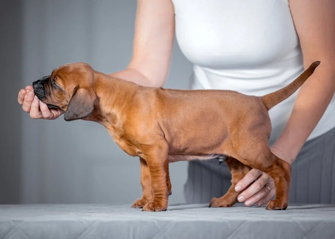 BILBERRY BISCUITS Iz Doma Narayzi. Родезийские Риджбеки в Санкт-Петербурге