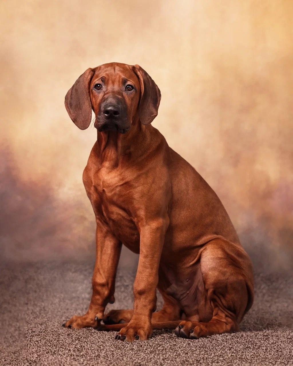 BILBERRY BISCUITS Iz Doma Narayzi. Родезийские Риджбеки в Санкт-Петербурге