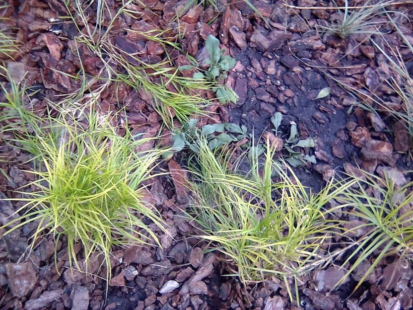 ВНИМАНИЕ! ФЕСТИВАЛЬ ЛАНДШАФТНОГО СТРОИТЕЛЬСТВА. 俄罗斯设计估算