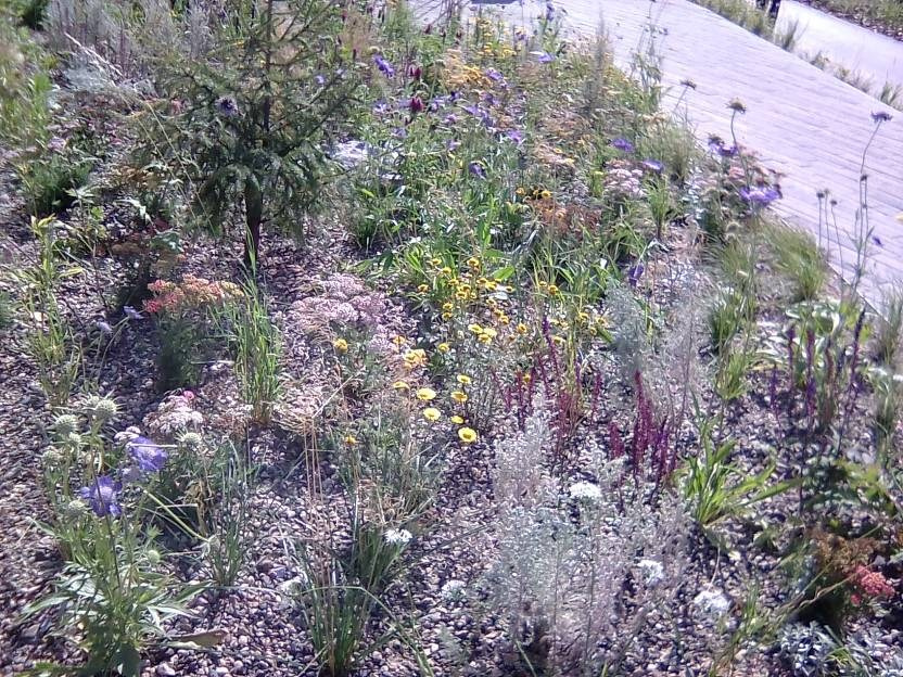 ВНИМАНИЕ! ФЕСТИВАЛЬ ЛАНДШАФТНОГО СТРОИТЕЛЬСТВА. 俄罗斯设计估算