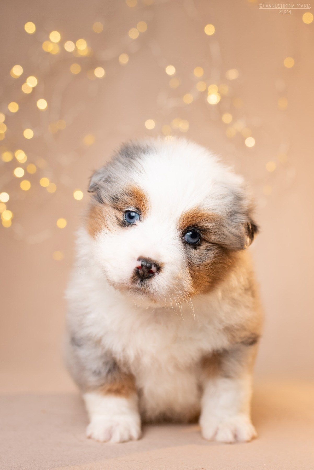 щенок миниаусси