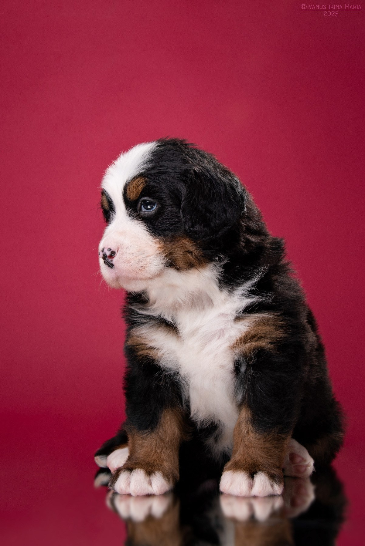 Фотосессия щенков на фонах. Фотограф собак в Москве и Московской области Иванушкина Мария