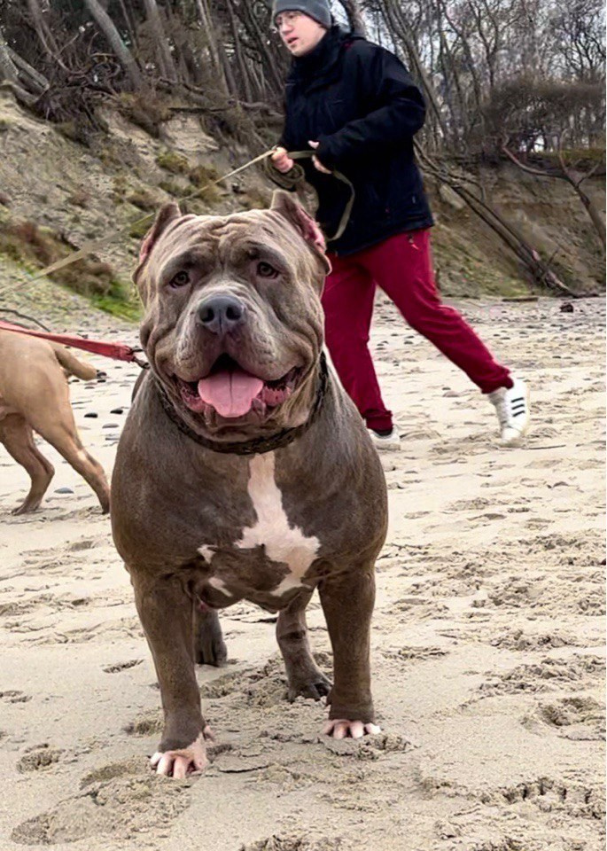 Квини. Американские булли XL в г. Калининград. Питомник Great Bully UNIVERSE