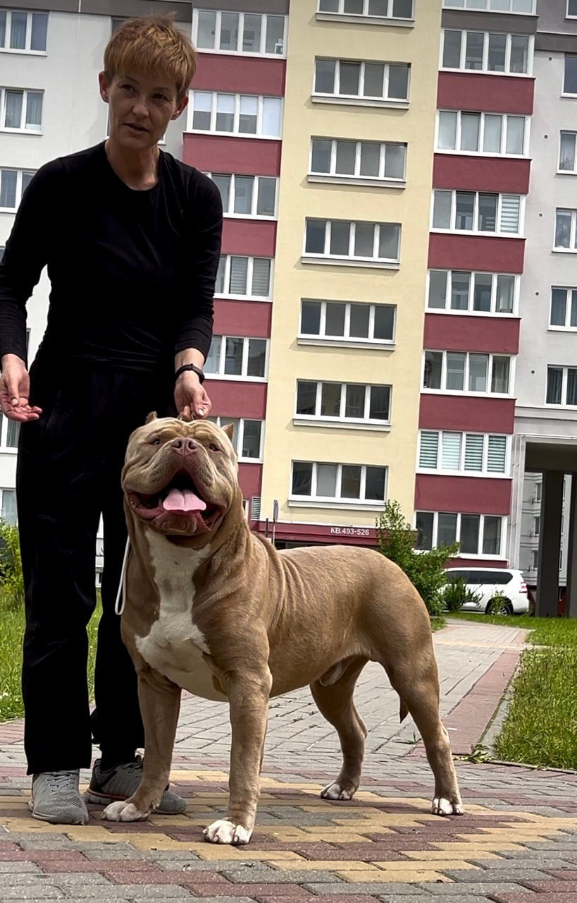Хантер. Американские булли XL в г. Калининград. Питомник Great Bully UNIVERSE