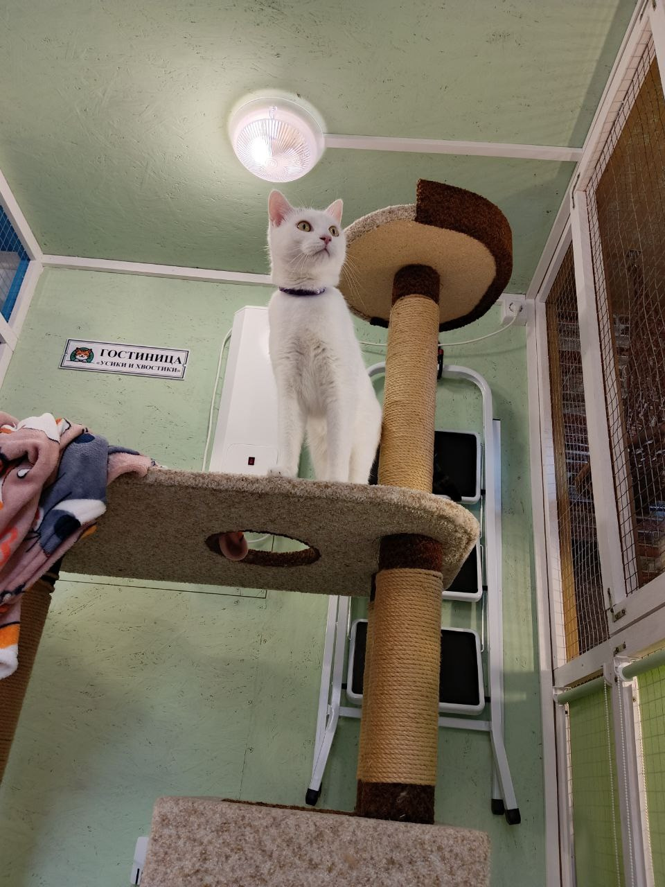 Бося — преображение скромника в активного парня. Гостиница для кошек Усики и хвостики, Красноярск