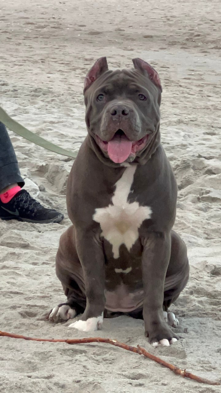 GBU Xanamoon. Американские булли XL в г. Калининград. Питомник Great Bully UNIVERSE