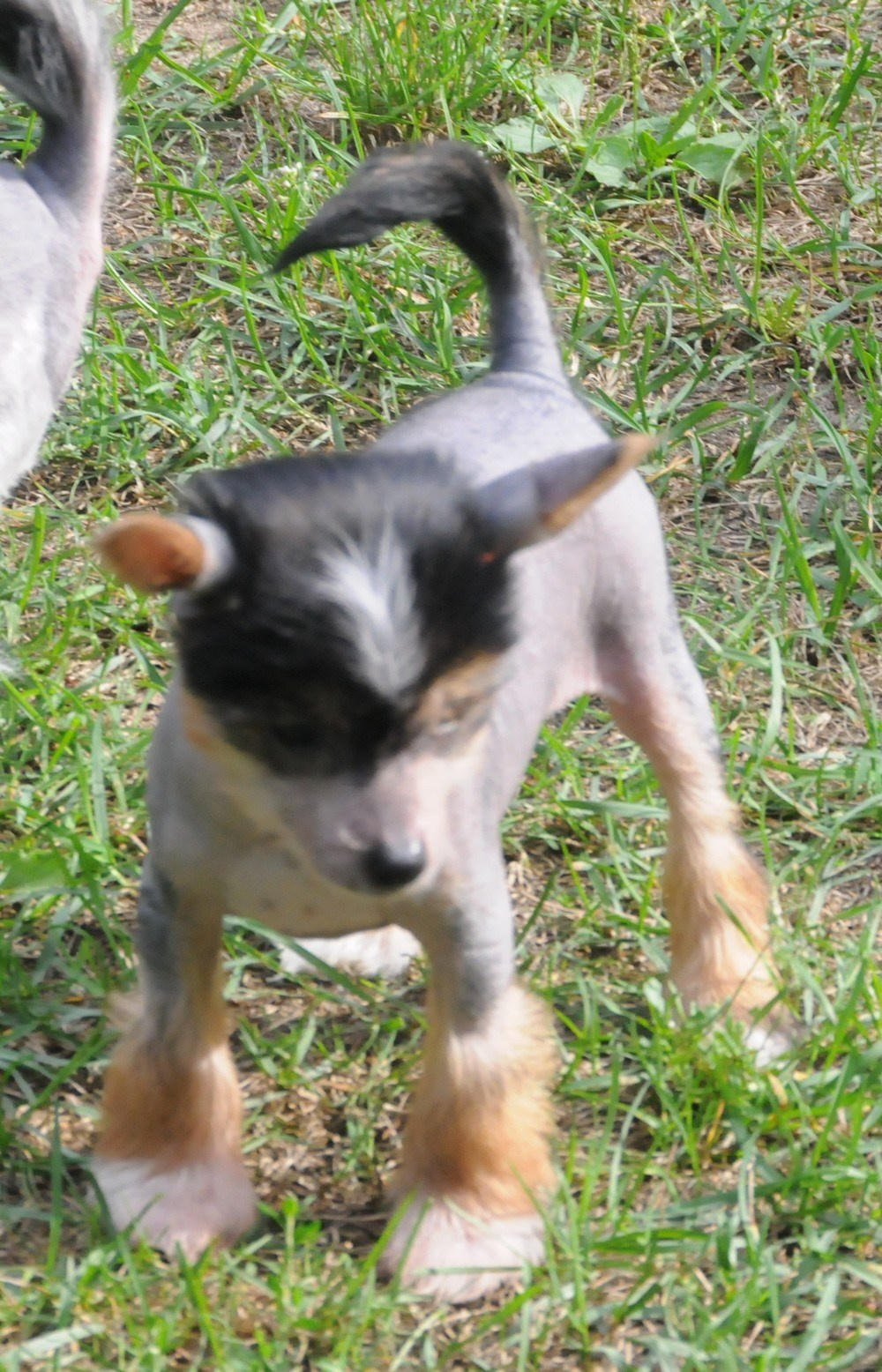 Sasquehanna Ella. Poale Ell Chinese Crested Dog Kennel: Buy a puppy from the kennel