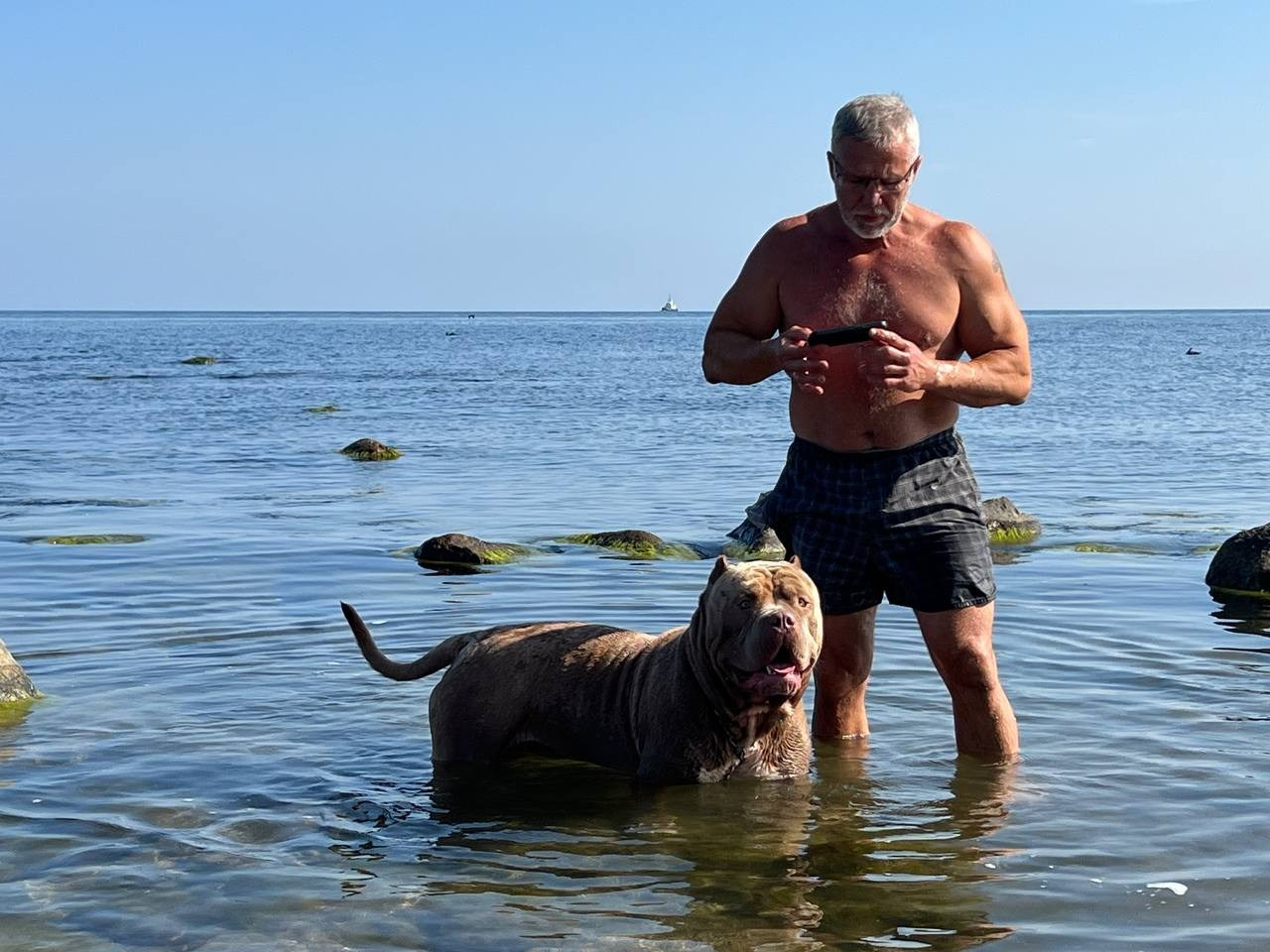 Хантер. Американские булли XL в г. Калининград. Питомник Great Bully UNIVERSE